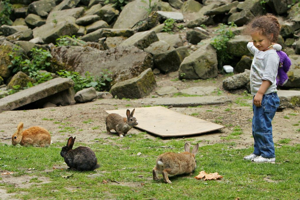 Three-year-old Olivia King watches a rabbit in the “rockery” area of Woodland Park on Monday afternoon with her father Jimmel. “We love the bunnies,” says Olivia, who has been coming to her neighborhood park to see the rabbits since she was a baby. A rabbit relocation program at Woodland and Greenlake parks shut down just a few days after it started, due to lack of funds and other factors. (Scott Cohen / The Seattle Times)