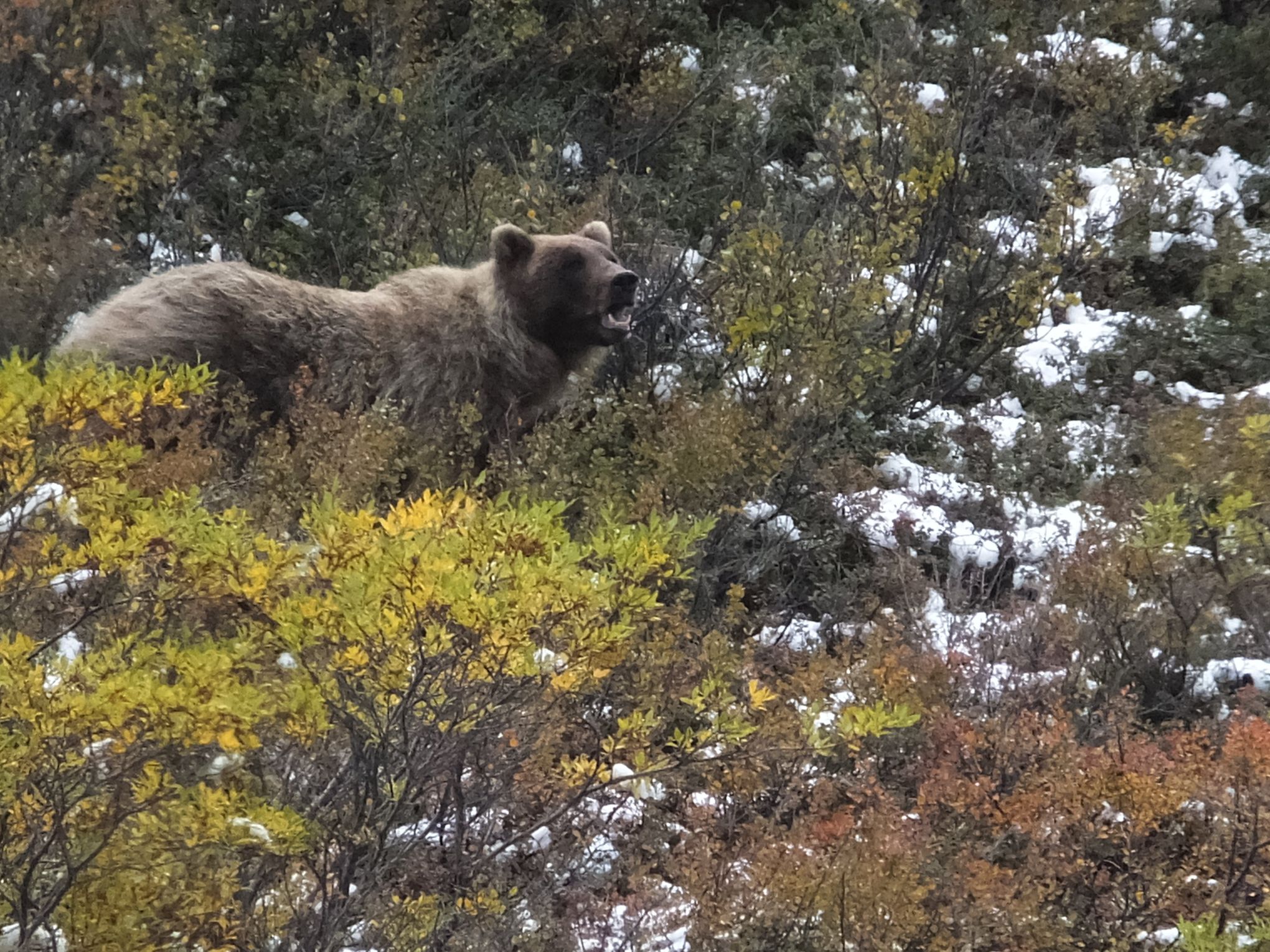 How to discourage an attack when you meet a bear in the wild