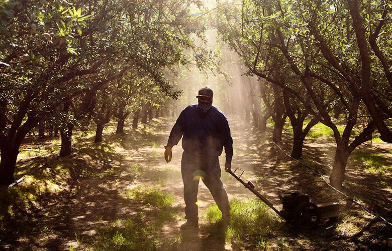Ismael Viveros uses a hand mower at an organic nut orchard in Denair, Calif., June 13, 2016. Demand for organic crops has so outstripped supply that some brands are now underwriting farmersâ€™ farmersâ€™ arduous transition to organic production. (Max Whittaker/The New York Times)