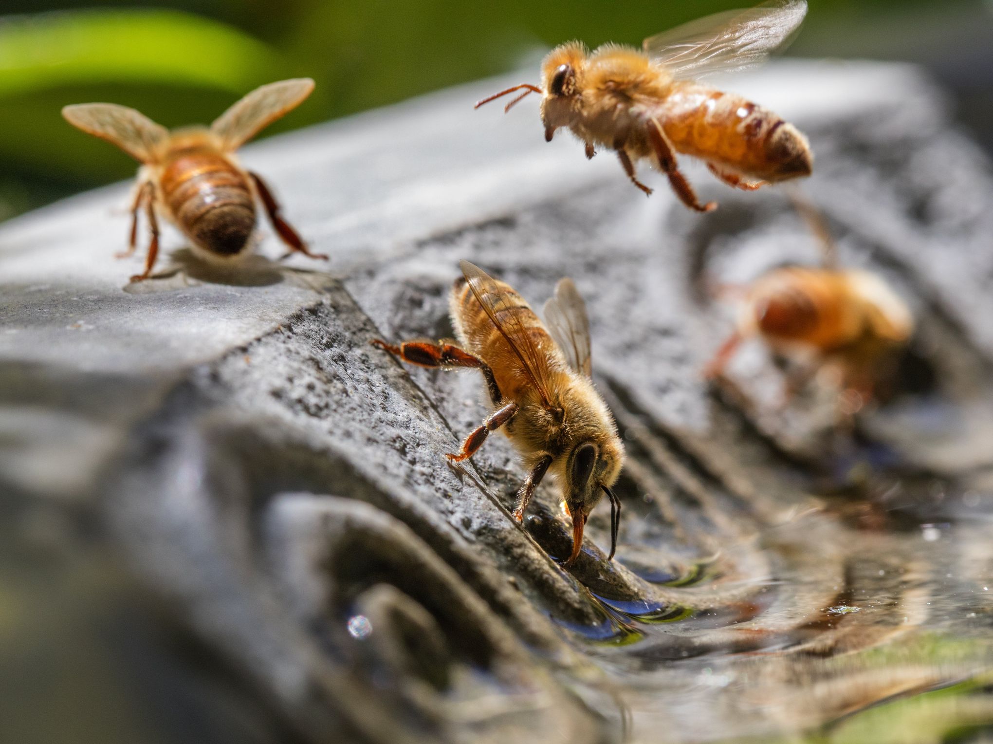 Flies in the Classroom - Gray's Sporting Journal