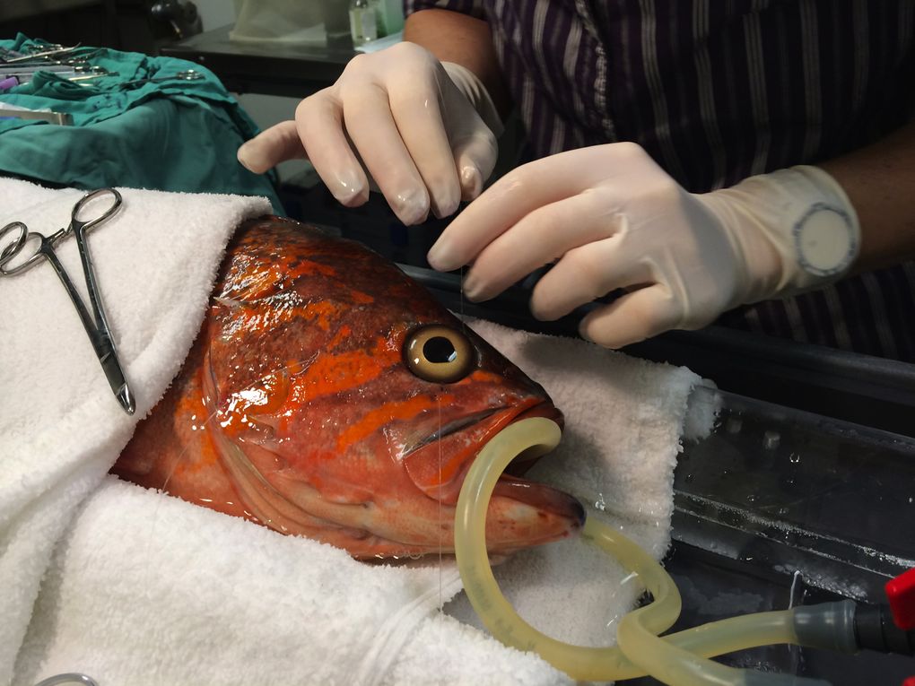 Seattle Aquarium veterinarian Lesanna Lahner implants a prosthetic eye into a canary rockfish. (Courtesy of Seattle Aquarium)