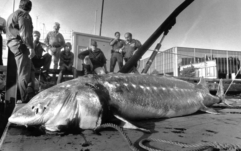These animals outlive humans: Top 10 longest living critters | The Seattle Times These animals outlive humans: Top 10 longest living critters | The Seattle Times