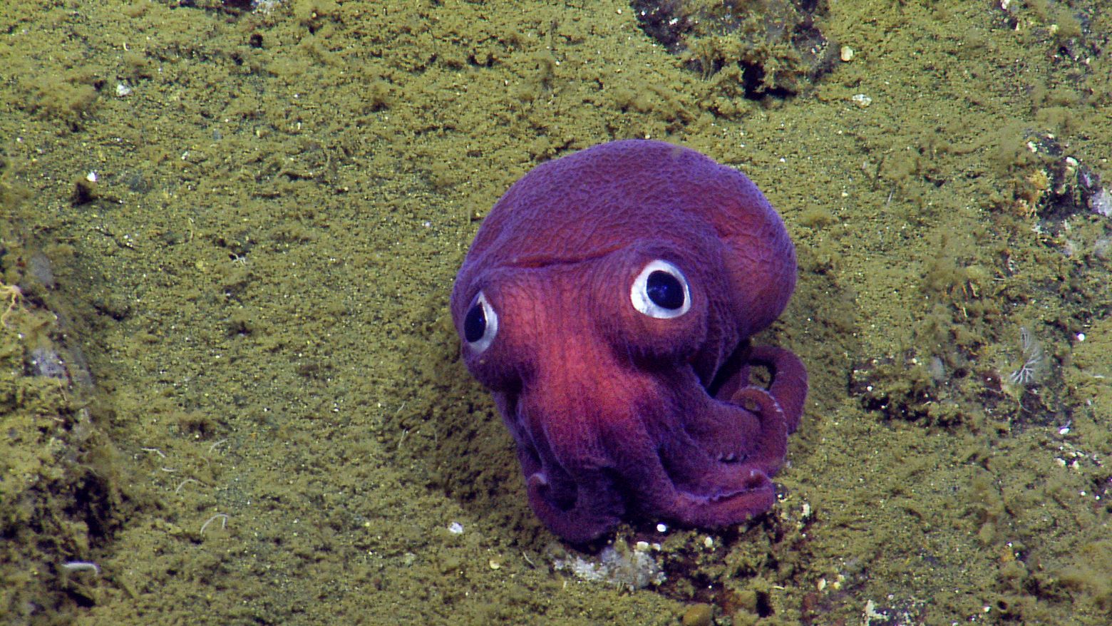 Video shows massive octopus in B.C.