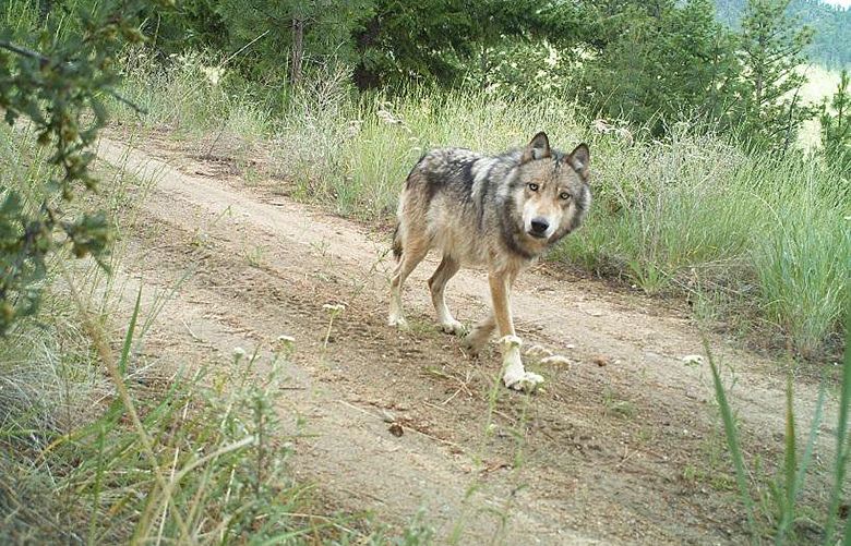 A grey wolf traveling on an old forst road in Washington.