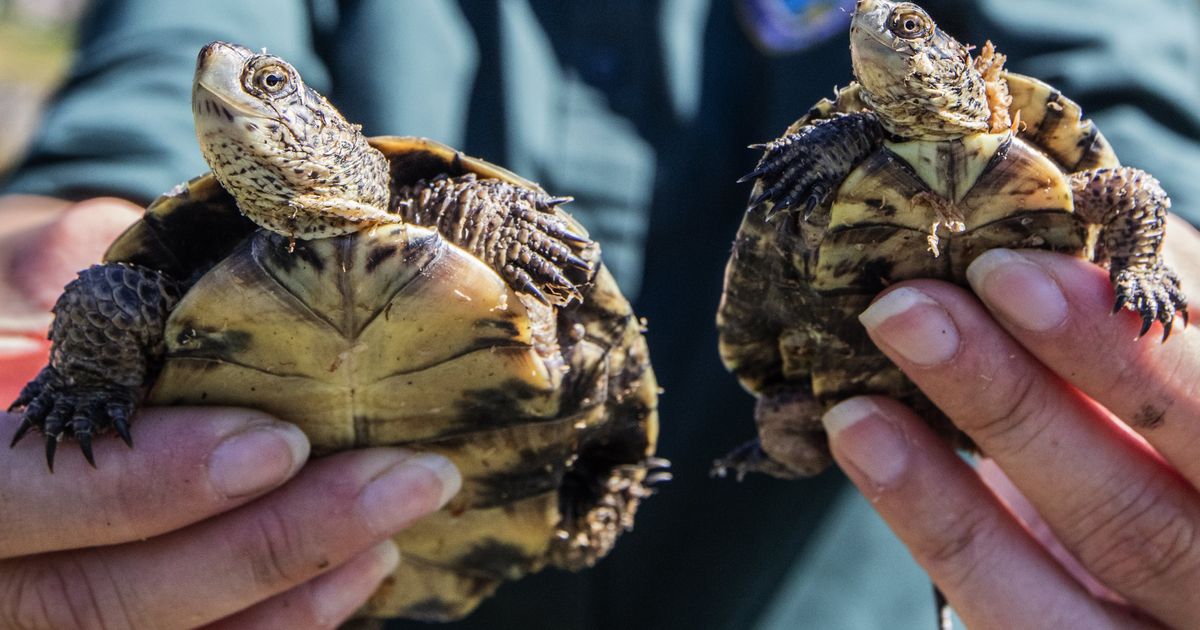 Zoo effort helping turtles back from brink | The Seattle Times