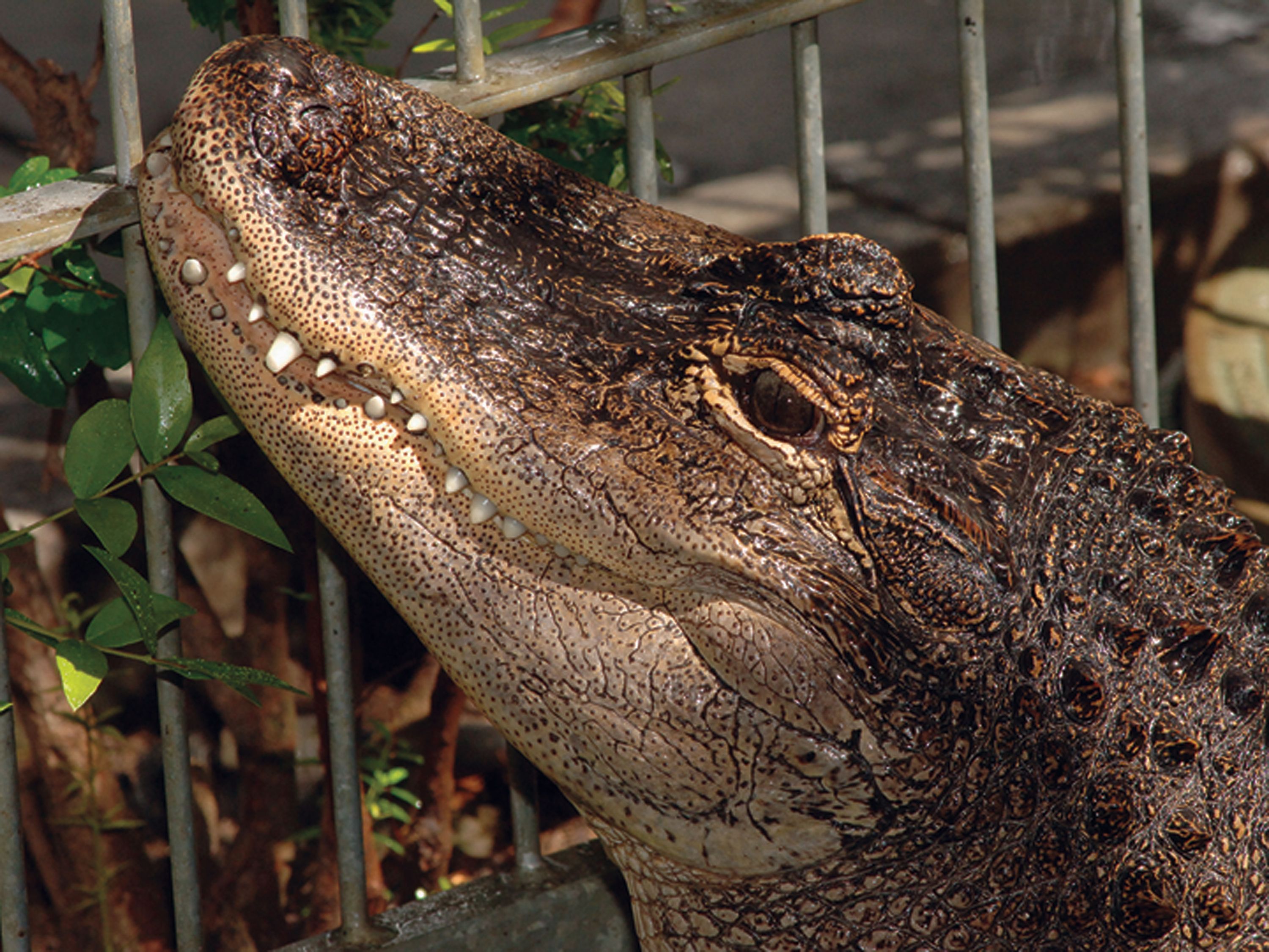 After 18 years, alligator gets new home at LA Zoo | The Seattle Times