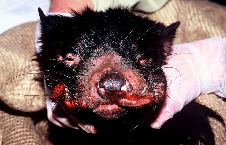 In study of Tasmanian devils with bizarre cancer, WSU scientists find  reason for hope | The Seattle Times