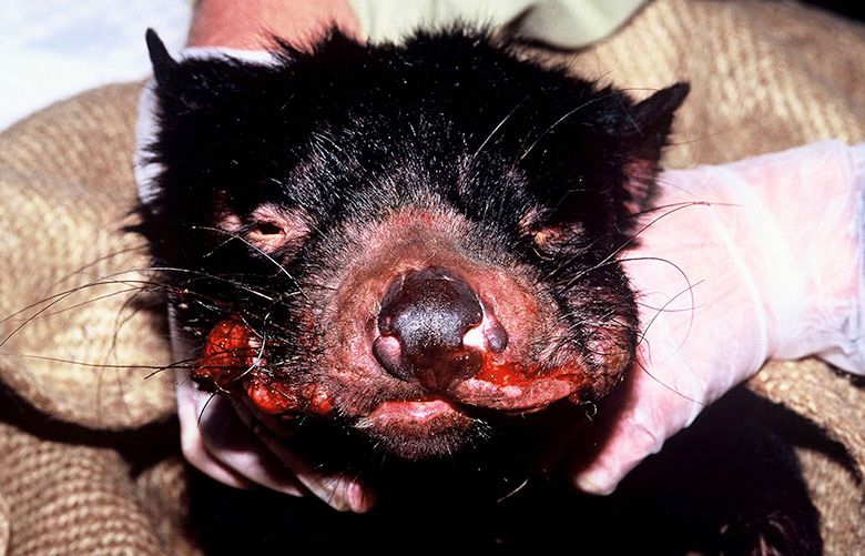 In study of Tasmanian devils with bizarre cancer, WSU scientists find reason for hope | The Seattle Times In study of Tasmanian devils with bizarre cancer, WSU scientists find reason for hope | The Seattle Times