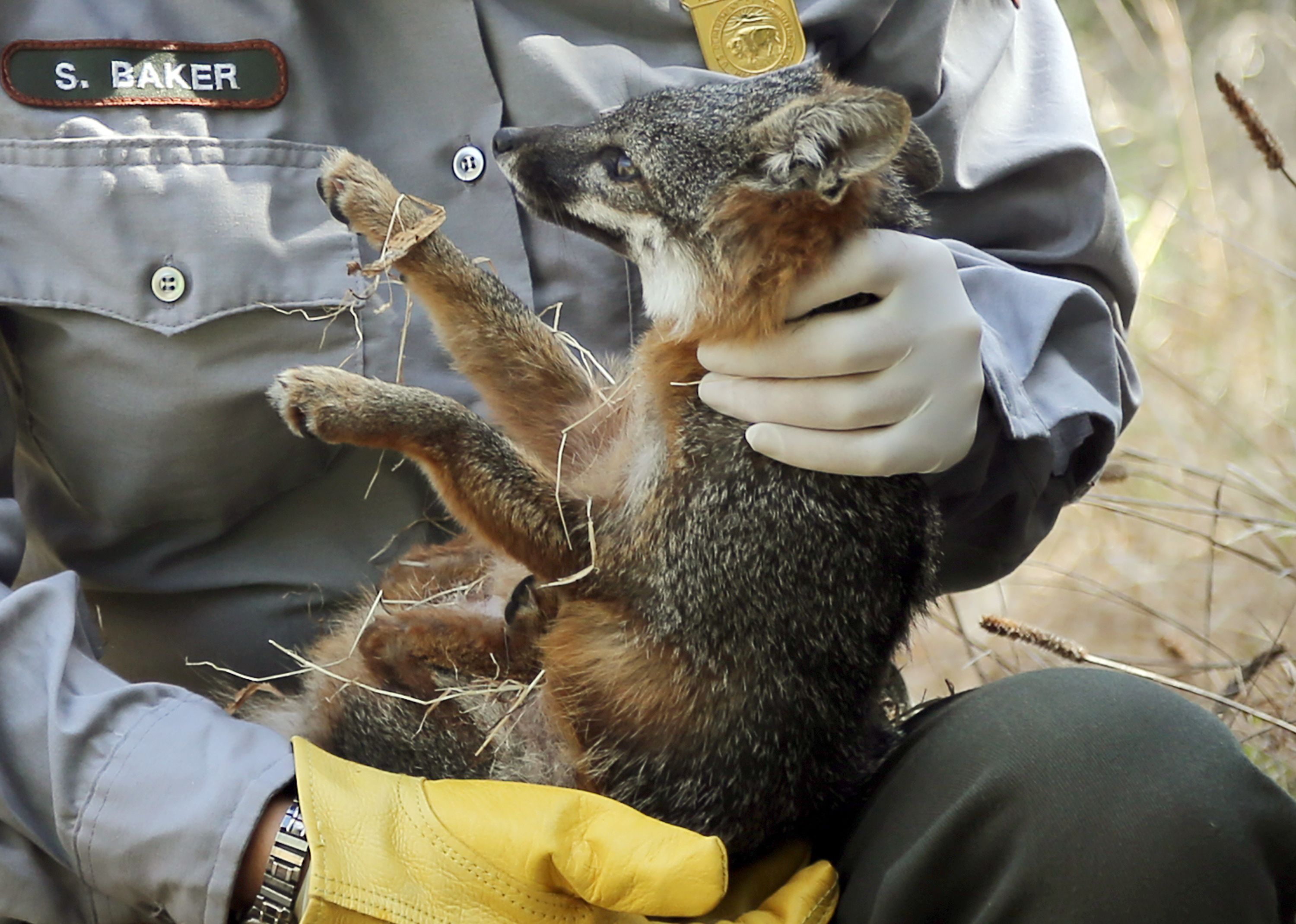 California island foxes removed from endangered species list The