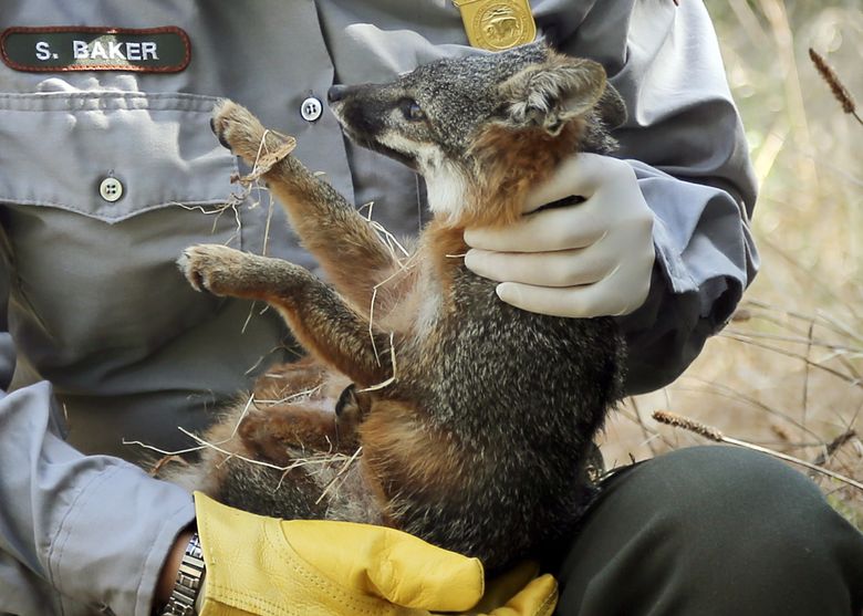 California island foxes removed from endangered species list | The Seattle  Times