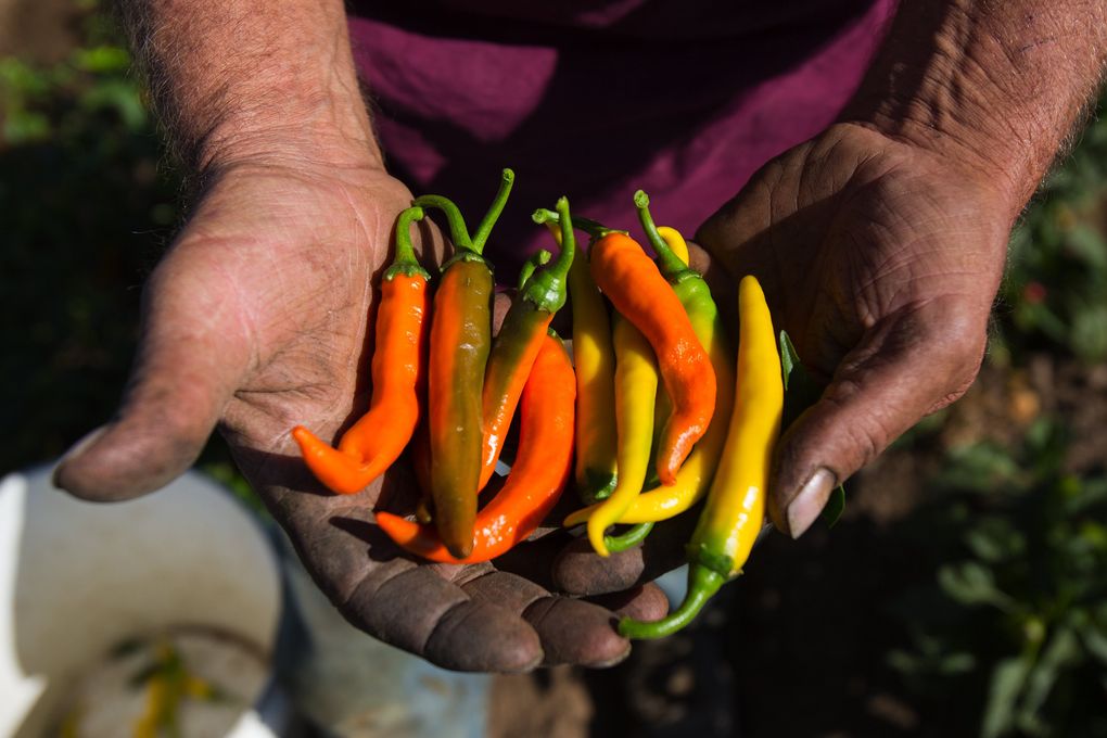 Gail Krueger, owner of Krueger’s Pepper Gardens, holds cayenne peppers from one of his fields in Wapato. The farm grows 35 to 40 acres of certified organic peppers and other produce. (Sy Bean/The Seattle Times)