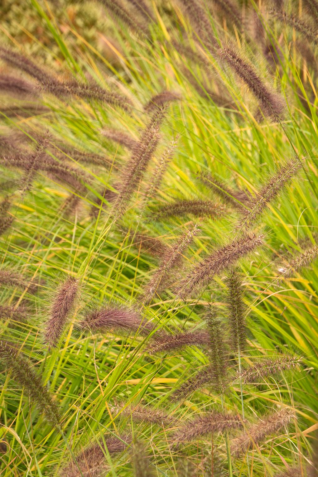 Graceful Grasses®