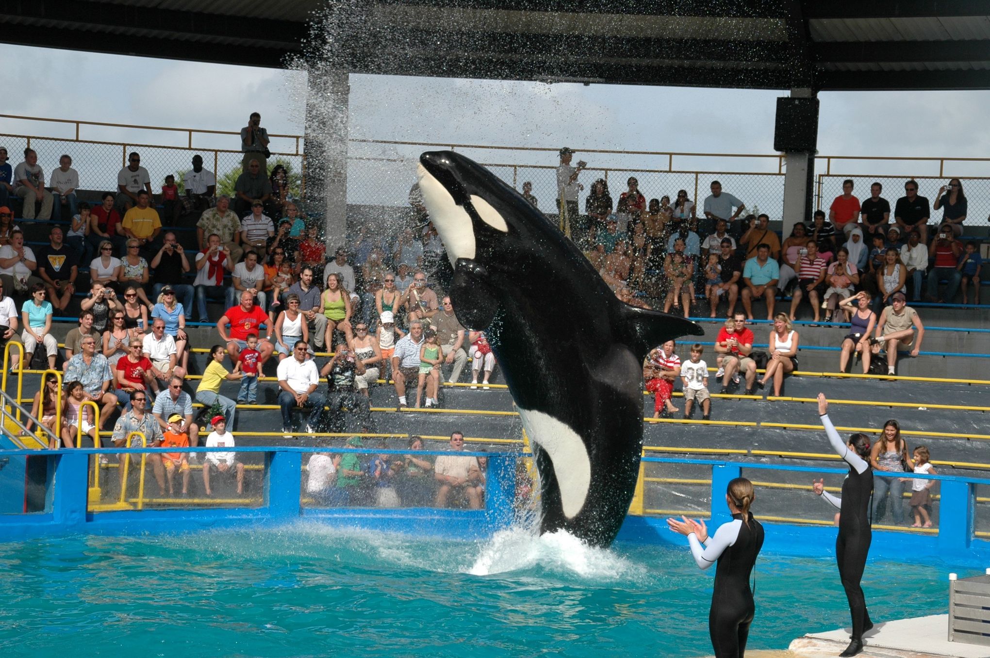 Lolita the orca being trained for move out of Seaquarium