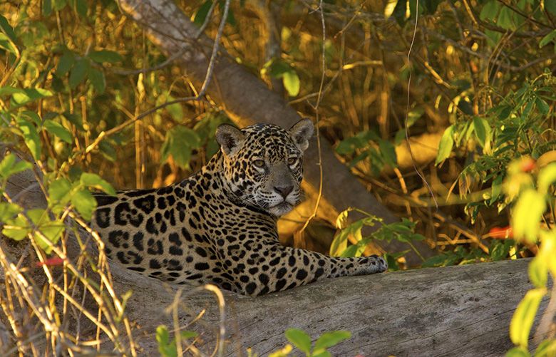 In Costa Rica, photographing jaguars to help save them | The Seattle Times