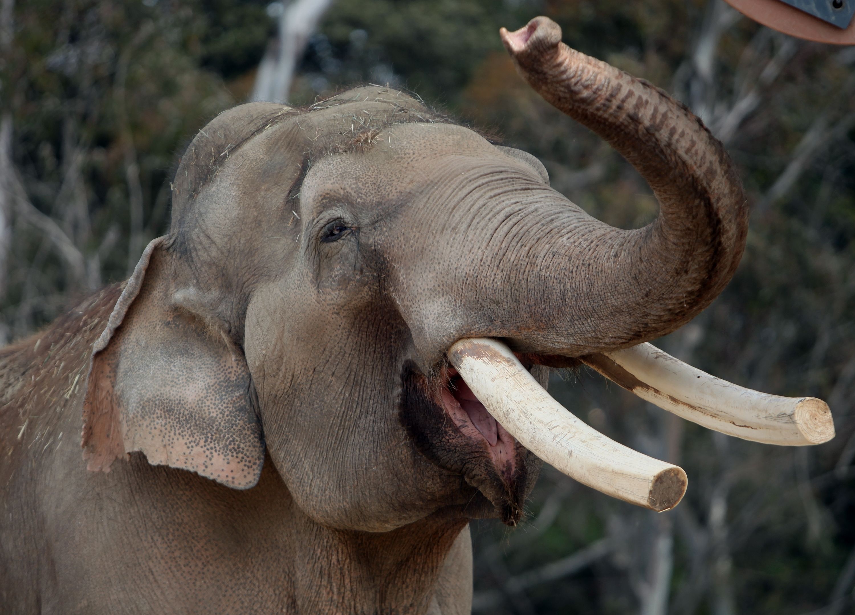 San Diego Zoo euthanizes 50-year-old elephant | The Seattle Times