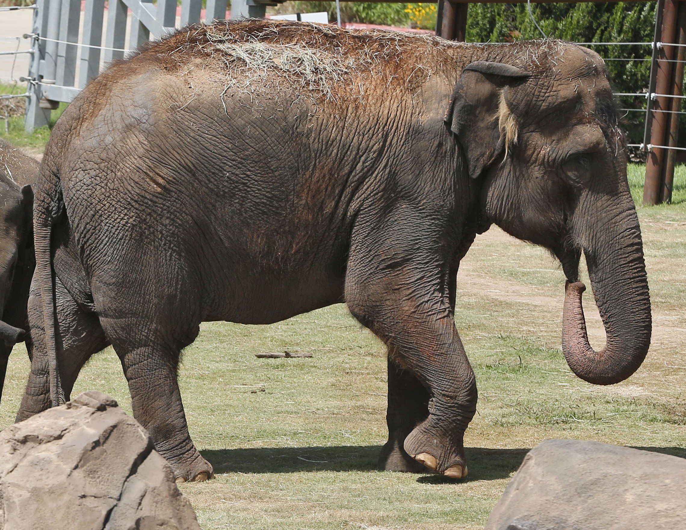 Seattle elephant Bamboo attacked, bitten at new home in Oklahoma