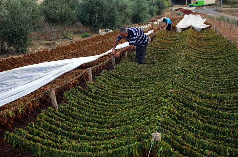 lebanese tobacco Because of Syrian war, Lebanon's tobacco industry is booming