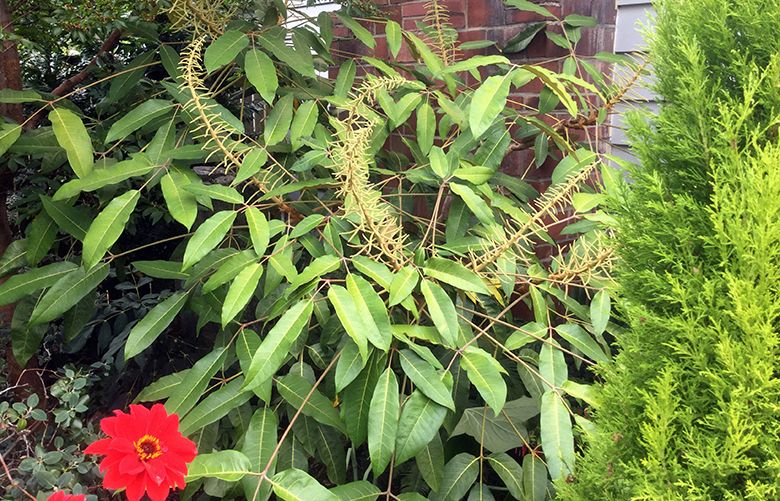It's true  tropical-looking Scheffleras can survive outside in Seattle  winters | The Seattle Times