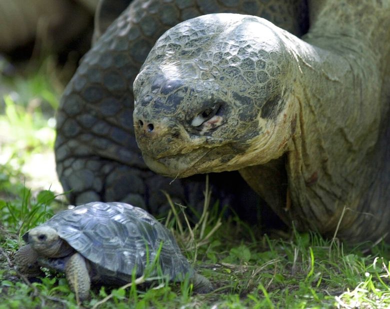These animals outlive humans: Top 10 longest living critters | The Seattle  Times