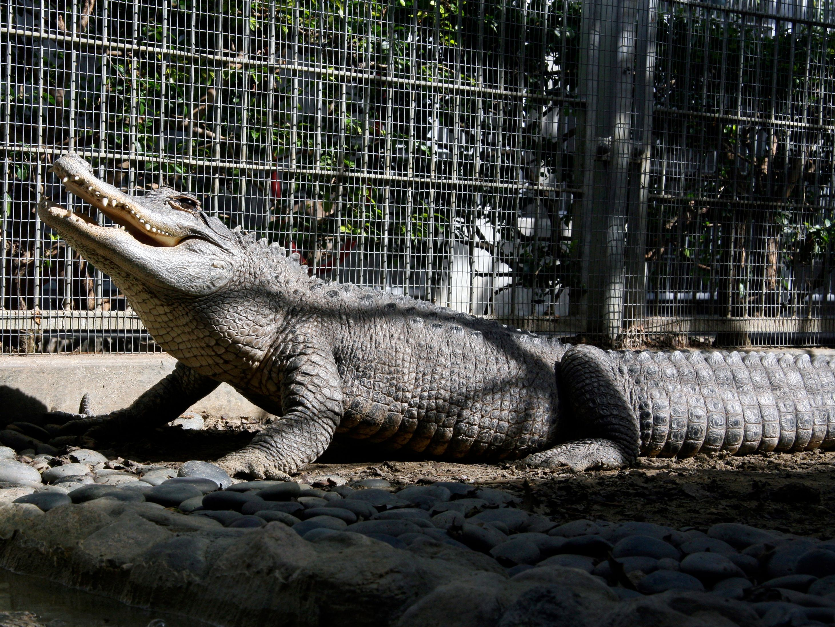 After 18 years, alligator gets new home at LA Zoo | The Seattle Times