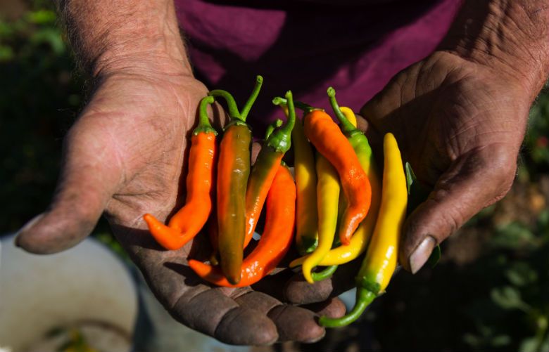99 Road Trip A fresh and tasty Yakima Valley fruit loop The Seattle