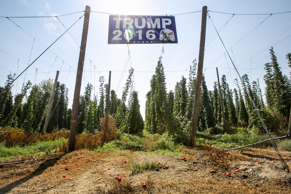 Rotten tomatoes lie on the ground under their target, a Trump campaign sign at a hops field in Granger, Yakima County. (Bettina Hansen/The Seattle Times)