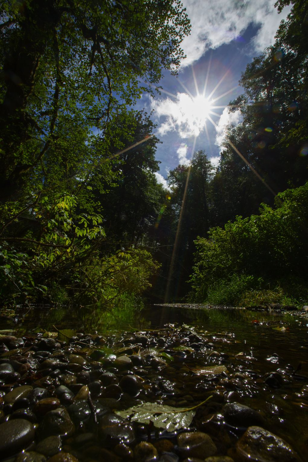 The sun glistens on the stream along the McLane Creek Nature Trail, just off Delphi Road in Olympia. The hike is an easy 1.5-mile loop on crushed gravel and wooden boardwalks around a lake dotted with cattails and pond lilies. . (Ellen M. Banner/The Seattle Times)