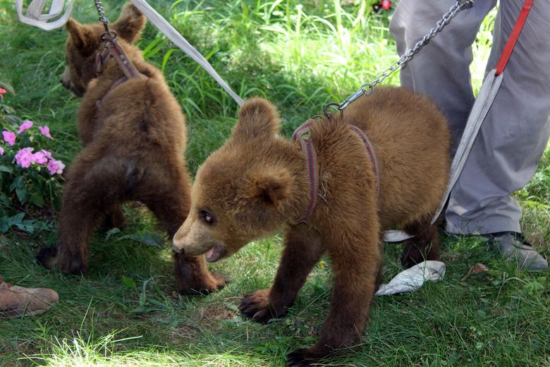 3 bears revisited: they've got a new home in Kosovo