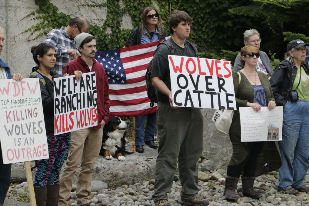 Opponents of the state’s decision to eradicate a wolf pack in order to protect cattle protest outside of the Washington Department of Fish and Wildlife, Thursday, Sept. 1 in Olympia. (AP Photo/Rachel La Corte)