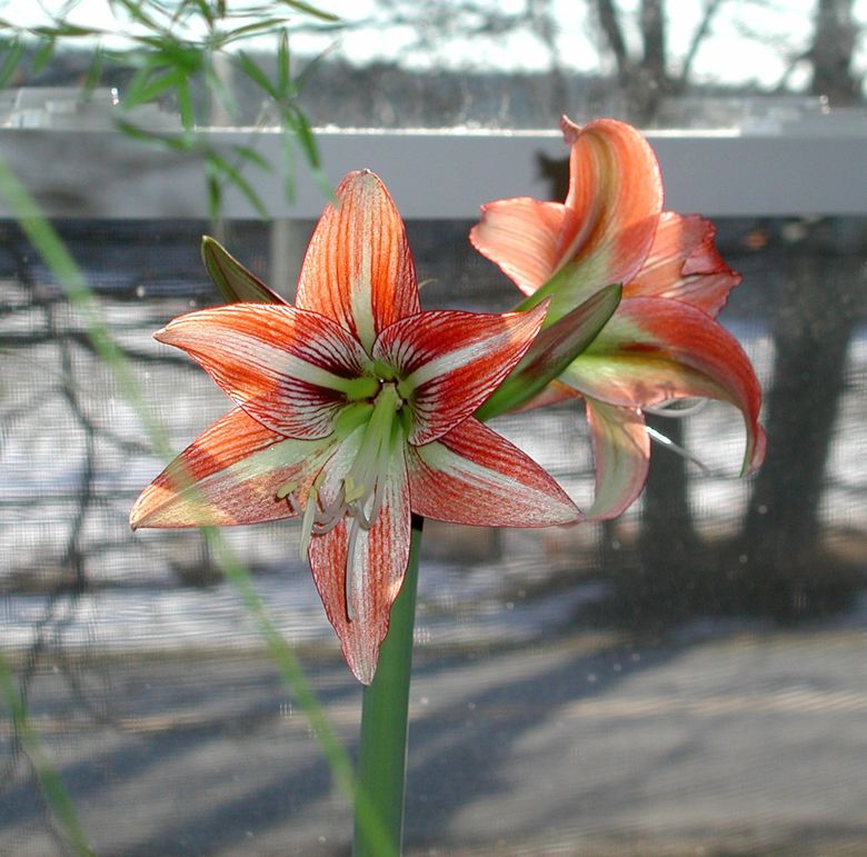 Your amaryllis can survive being moved outside — provided it's really amaryllis | Seattle Times