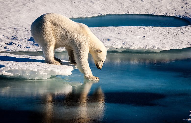 A polar bear tests the ice.