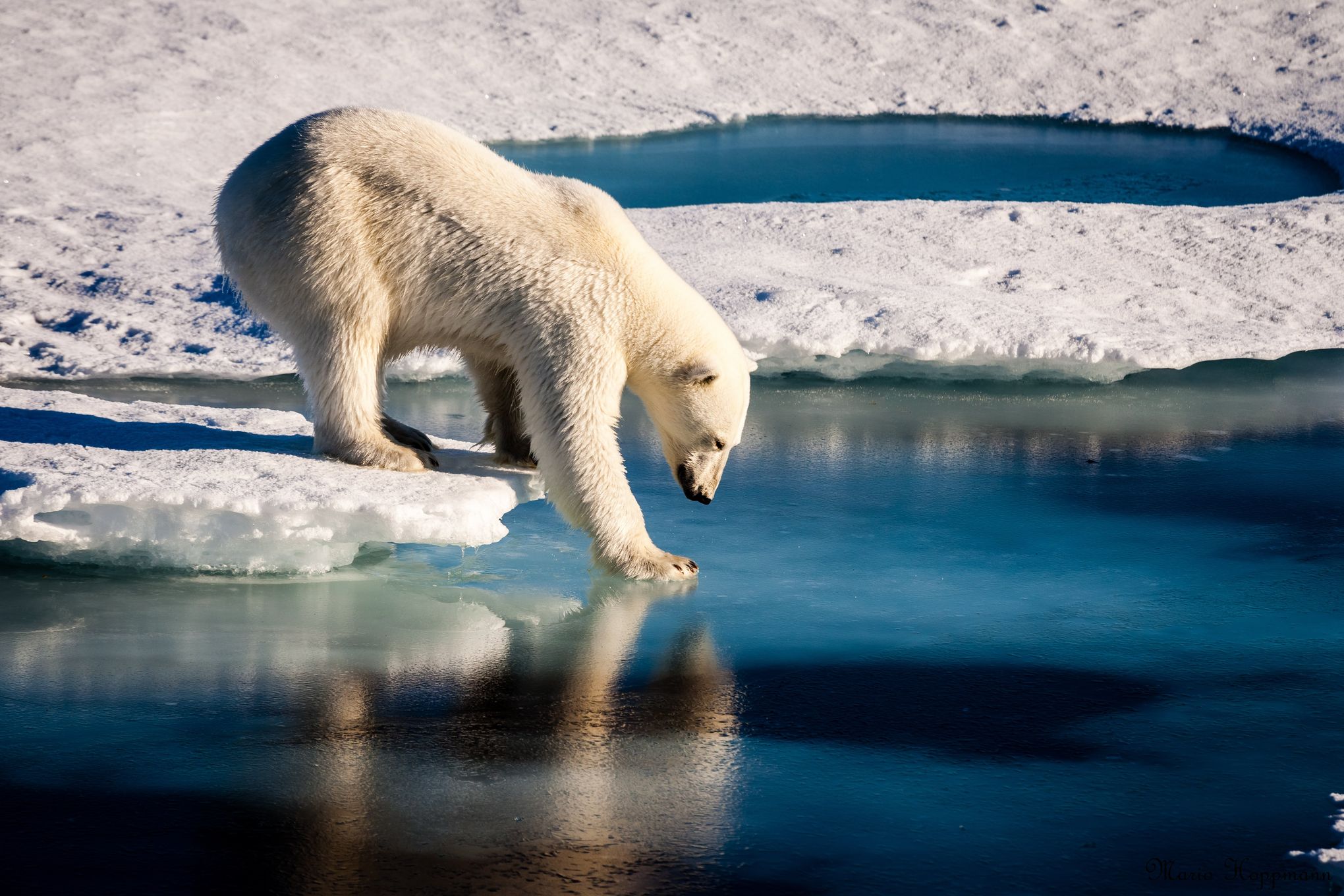 How Climate Change Threatens Polar Bears