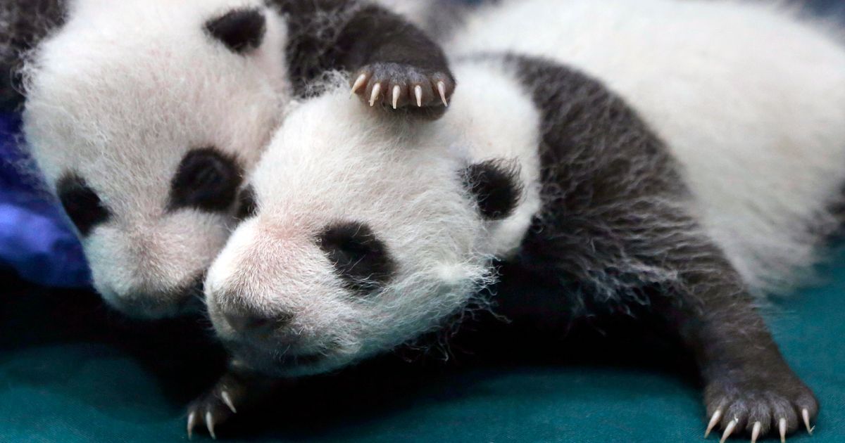 Giant panda is no longer endangered, experts say