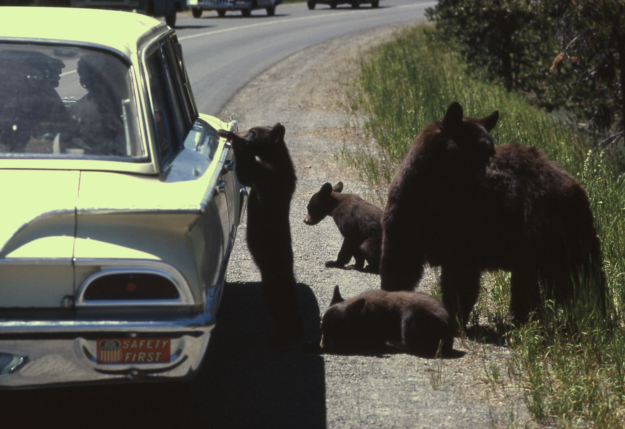 Yellowstone Honk at bears that get close to cars The Seattle Times