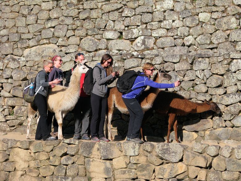 Machu Picchu Llama: The Inca Trail of the Sacred Llamas