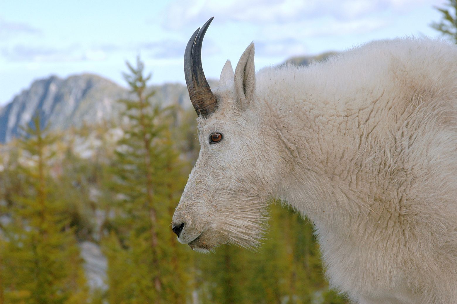 Mountain goat  Washington Department of Fish & Wildlife