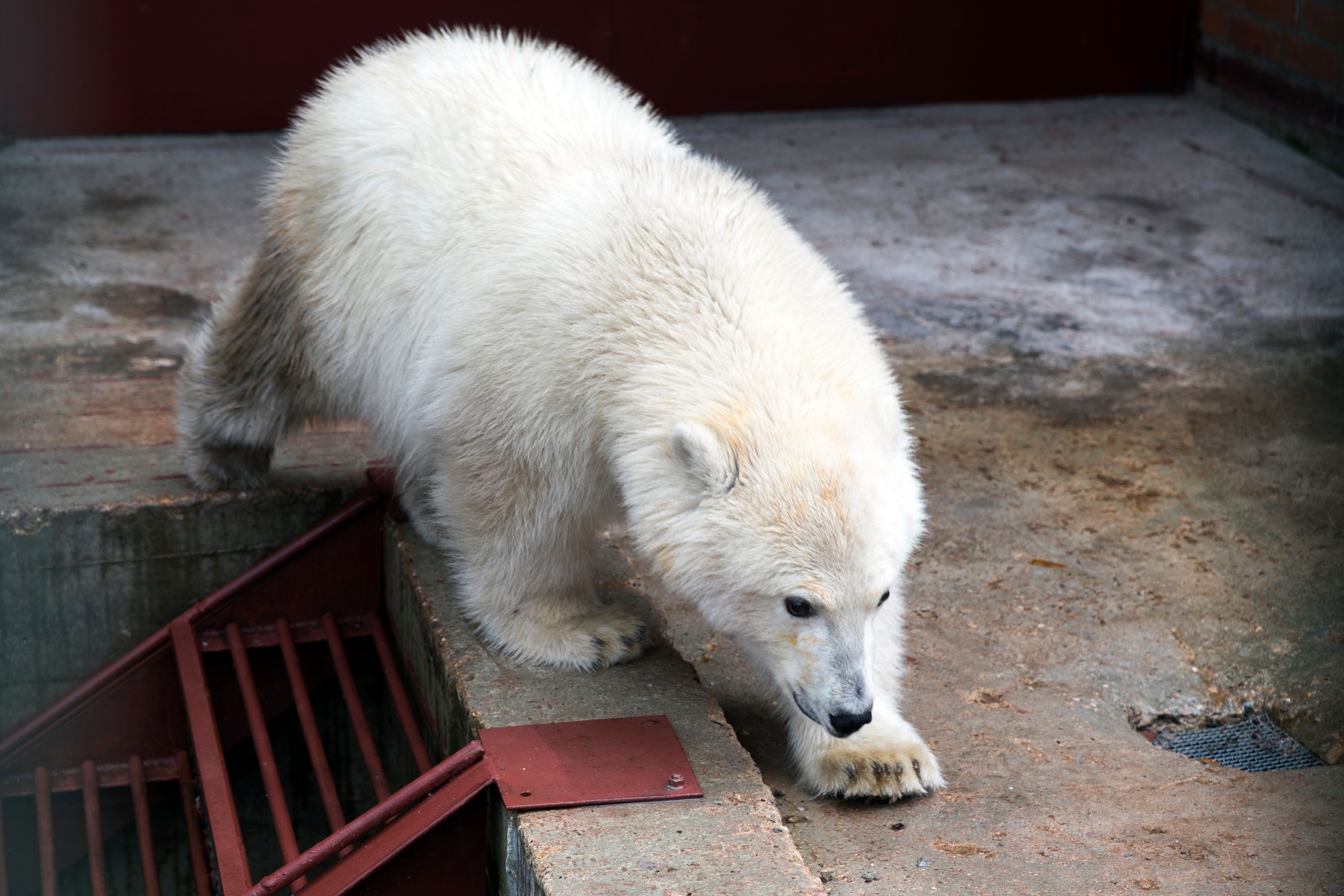 Russian military flies polar bear from far east to Moscow | The