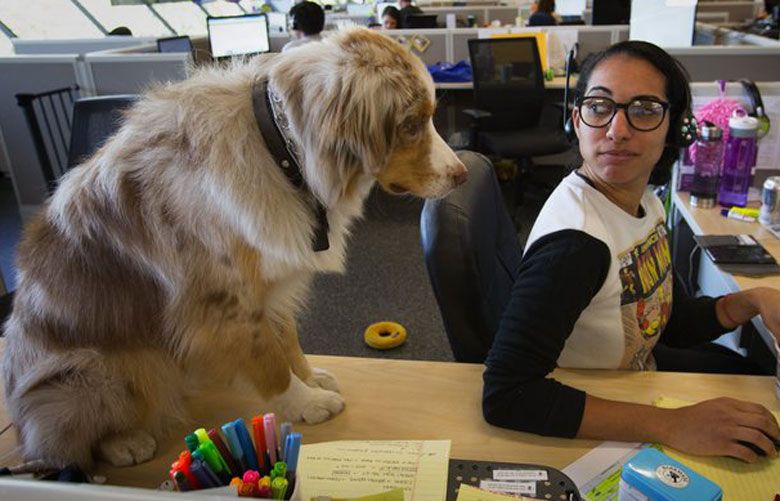 At Trupanion, every day is Take Your Pet To Work Day The Seattle Times