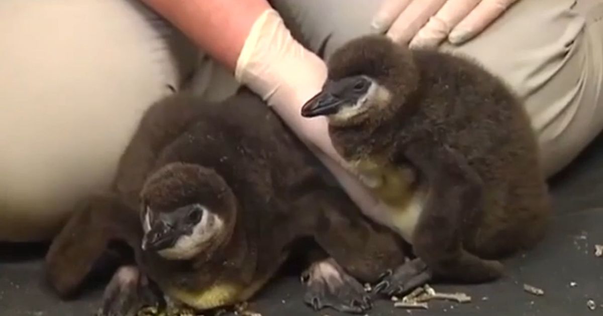 Pennsylvania zoo introduces new additions to penguin colony The