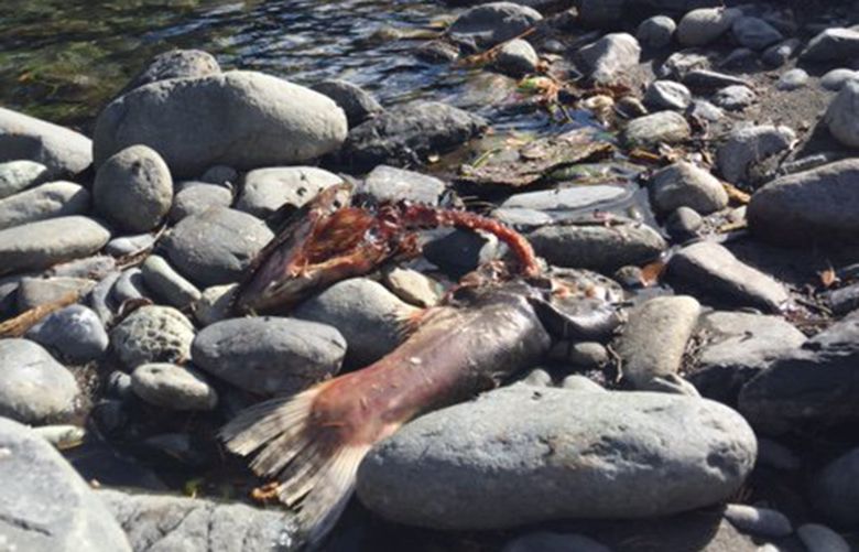 his  Chinook salmon carcass seen more than four miles above the former Glines Canyon Dam last month is a beautiful sight to a region eager to see salmon returning to the upper watershed of the Elwha River after the world’s largest dam removal ever.
Credit: Amy East