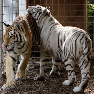 Q&A: What’s changed since exotic animals let loose in Ohio | The ...