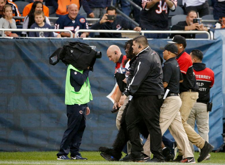 Fan in gorilla suit runs on field during Lions-Bears game