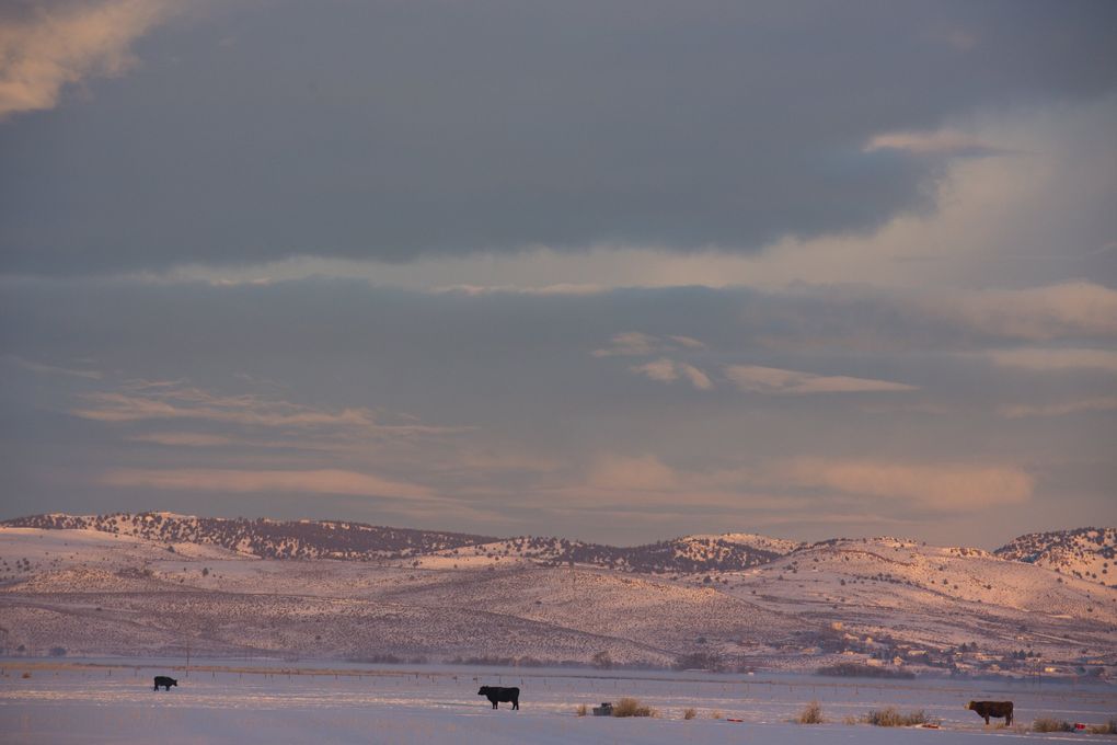Cattle graze near the Malheur National Wildlife Refuge.
(Jarod Opperman/The New York Times)
