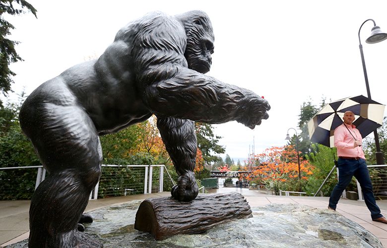 Ivan the gorilla, a Tacoma attraction once more | The Seattle Times