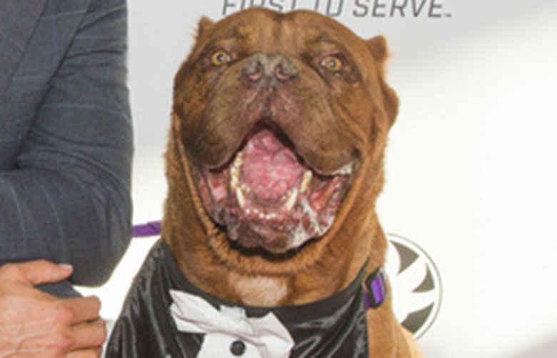 French mastiff 2024 cropped ears