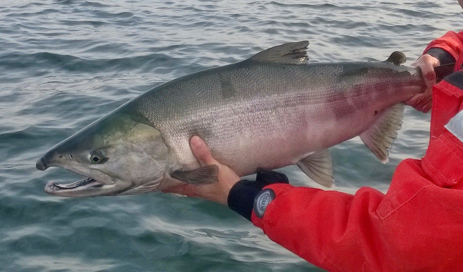 Time to get your rod and catch up with a returning chum | The