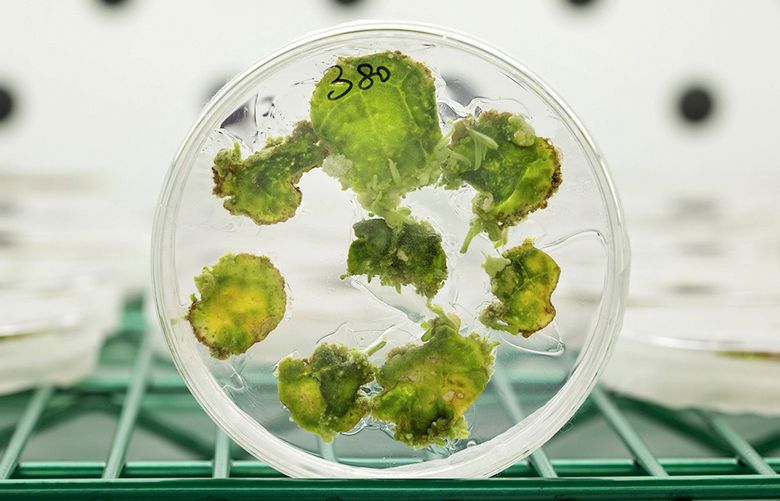 In an undated handout image, tobacco in a petri dish, part of a study of genetic engineering techniques to alter photosynthesis at the University of Illinois. In a finding with the potential to transform global agriculture, researchers were able to increase yields of their test crop by as much as 20 percent, according to a study published in the journal Science on Nov. 17, 2016.	(Haley Ahlers /University of Illinois at Urbana-Champaign via The New York Times) — NO SALES; FOR EDITORIAL USE ONLY WITH STORY SLUGGED FOOD MODIFIED HUNGER BY GILLIS FOR NOV. 18 2016. ALL OTHER USE PROHIBITED. —