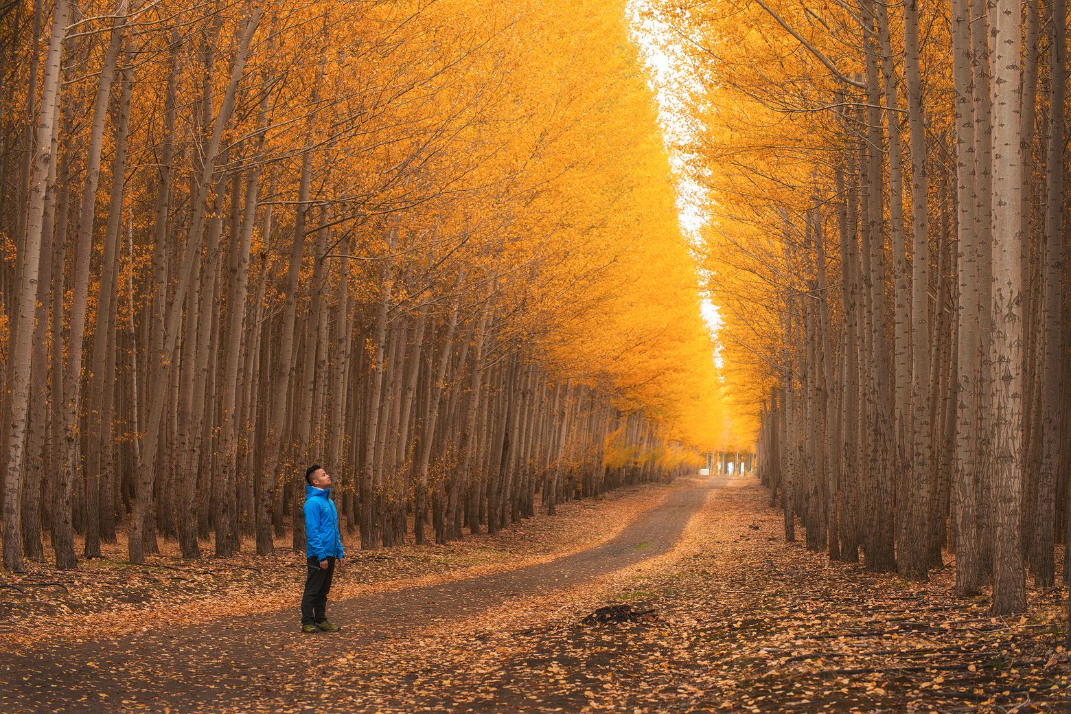 In autumn many. Деревья осень реальность.