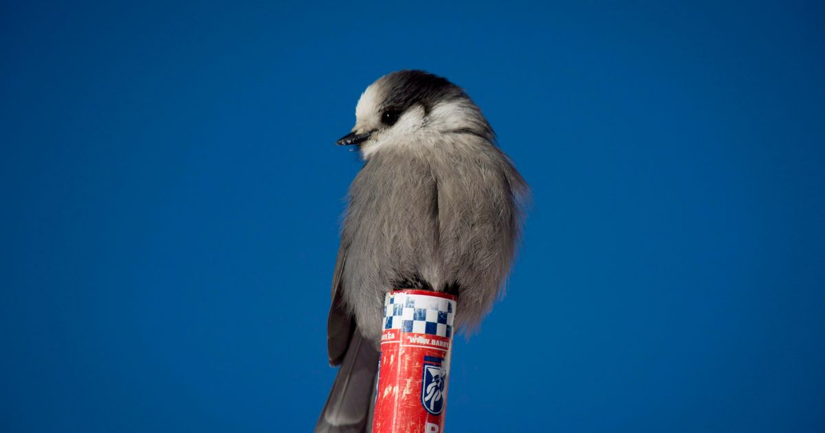 Gray jay chosen as Canada’s national bird | The Seattle Times