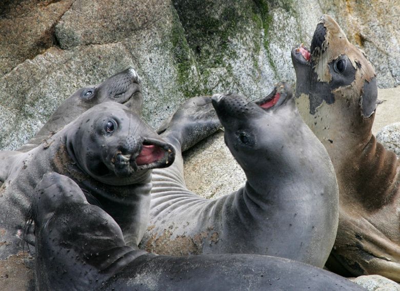 San Francisco's Most Blubbery & Boisterous Residents: The Sea Lions of Pier  39 – Travels With Tricia